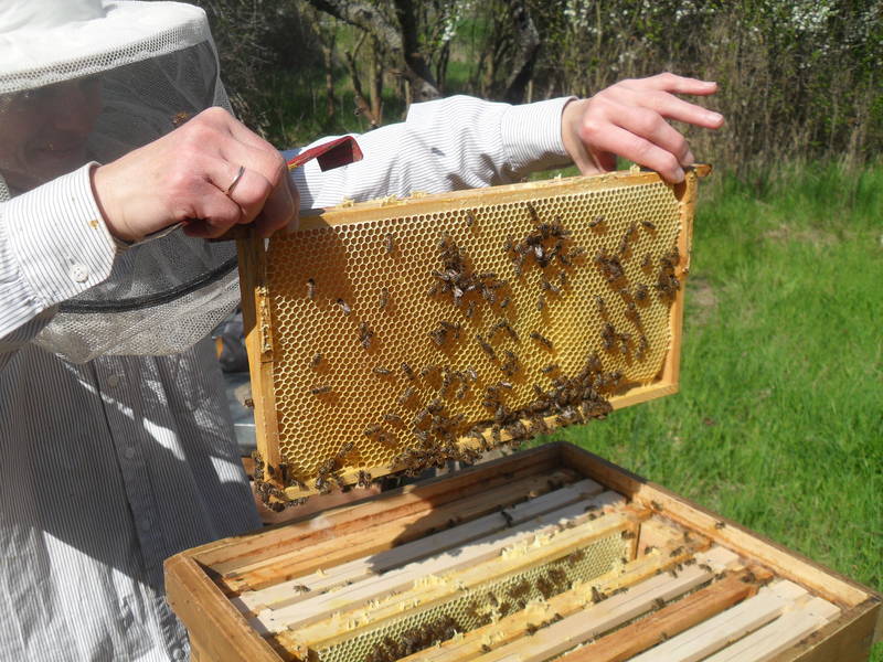 Imkerin mit Bienenwabe